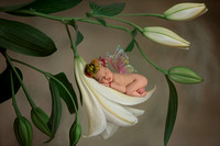 Newborn Photography Indian Trail, Charlotte, NC